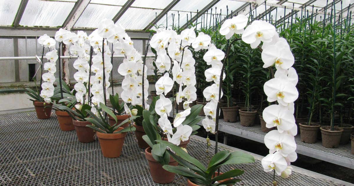 Something to See: The Rare V3 | Longwood Gardens